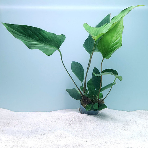Anubias hastifolia Anubias hastifolia