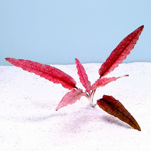 Cryptocoryne wendtii 'Pink Panther' Cryptocoryne wendtii 'Pink Panther'