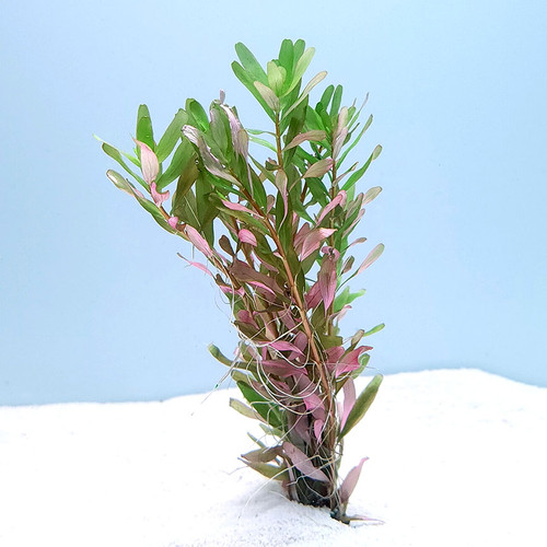 Rotala colorata Rotala colorata