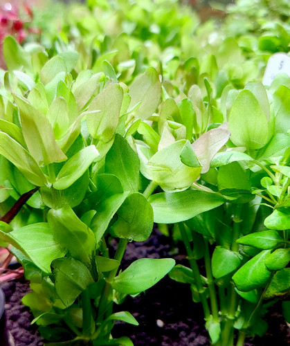 Bacopa caroliniana 'Red'