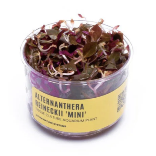 UNS Tissue Culture Alternanthera reineckii 'Mini' UNS Tissue Culture Alternanthera reineckii 'Mini'