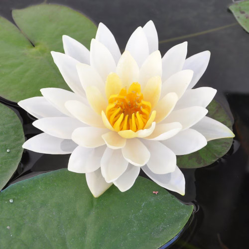 Vibrant white water lily flower blooming above large green leaves in a tranquil pond. Vibrant white water lily flower blooming above large green leaves in a tranquil pond.
