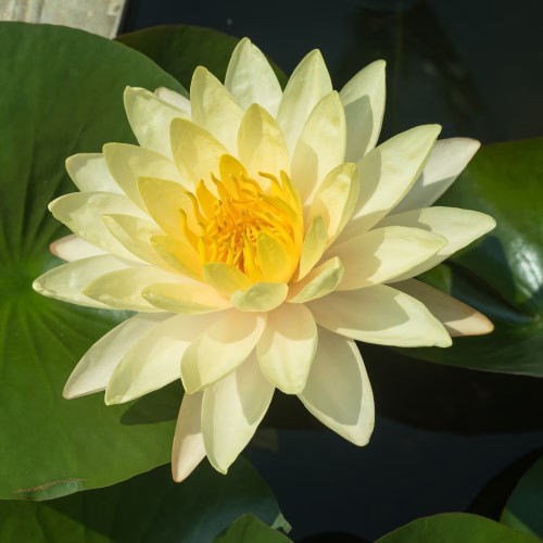Vibrant yellow water lily flower blooming above large green leaves in a tranquil pond. Vibrant yellow water lily flower blooming above large green leaves in a tranquil pond.