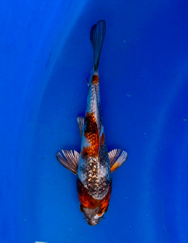 This 15cm Ginrin Kin Showa from Ikarashi Toshinobu koi farm has shinning mix pattern. This 15cm Ginrin Kin Showa from Ikarashi Toshinobu koi farm has shinning mix pattern.