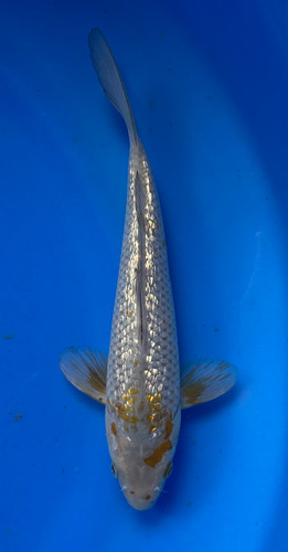 This 23cm Ginrin Ochiba from Marusei Koi farm has a shinning silver and yellow pattern. This 23cm Ginrin Ochiba from Marusei Koi farm has a shinning silver and yellow pattern.