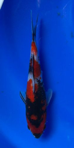 This 23cm Showa from Marusei Koi farm has a vibrant mix pattern of white, red, and black pattern. This 23cm Showa from Marusei Koi farm has a vibrant mix pattern of white, red, and black pattern.