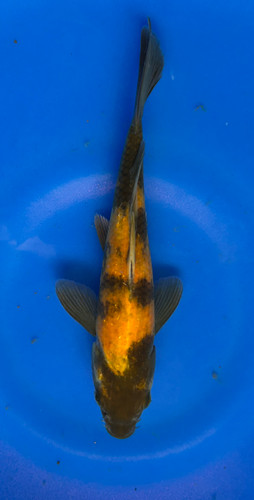 This 25cm Ki Utsuri from Marusei Koi farm has a stunning yellow and black pattern. This 25cm Ki Utsuri from Marusei Koi farm has a stunning yellow and black pattern.