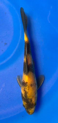 This 24cm Ki Utsuri from Marusei Koi farm has a stunning yellow and black pattern. This 24cm Ki Utsuri from Marusei Koi farm has a stunning yellow and black pattern.