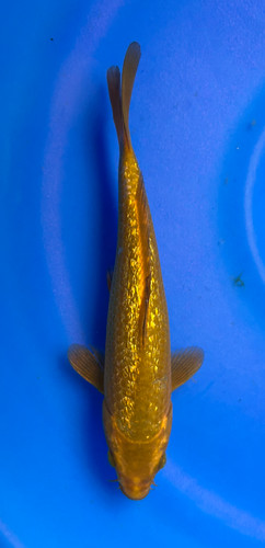 This 22cm Ginrin Chagoi from Marusei Koi farm has a shinning tan scales. This 22cm Ginrin Chagoi from Marusei Koi farm has a shinning tan scales.