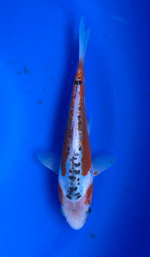 This 22cm Shusui from Marusei Koi farm has a stunning red and white pattern. This 22cm Shusui from Marusei Koi farm has a stunning red and white pattern.