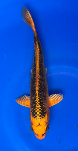 This 26cm Kin Matsuba from Marusei Koi farm has a stunning metallic beni pattern. This 26cm Kin Matsuba from Marusei Koi farm has a stunning metallic beni pattern.