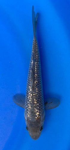 This 22cm Ginrin Ochiba from Marusei Koi farm has a shinning silver and yellow pattern. This 22cm Ginrin Ochiba from Marusei Koi farm has a shinning silver and yellow pattern.