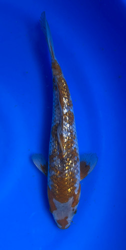 This 28cm Ginrin Ochiba from Marusei Koi farm has a shinning silver and yellow pattern. This 28cm Ginrin Ochiba from Marusei Koi farm has a shinning silver and yellow pattern.