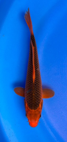 This 23cm Aka Matsuba from Marusei Koi farm has a stunning beni pattern. This 23cm Aka Matsuba from Marusei Koi farm has a stunning beni pattern.