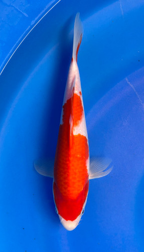 This 27cm Kohaku from Marusei Koi farm has a stunning beni and shiro pattern. This 27cm Kohaku from Marusei Koi farm has a stunning beni and shiro pattern.