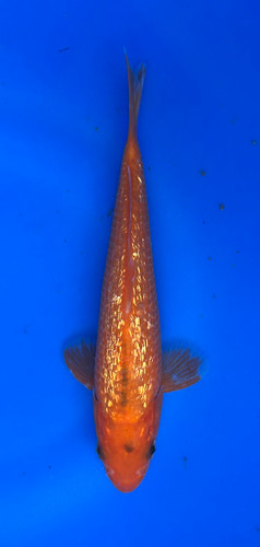 This 21cm Ginrin Benigoi from Marusei Koi farm has a shinning beni pattern. This 21cm Ginrin Benigoi from Marusei Koi farm has a shinning beni pattern.