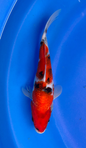 This 22cm Sanke from Marusei Koi farm has a stunning mix pattern. This 22cm Sanke from Marusei Koi farm has a stunning mix pattern.