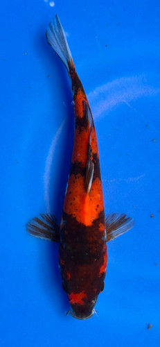 This 20cm Showa from Marusei Koi farm has a vibrant mix pattern of white, red, and black pattern. This 20cm Showa from Marusei Koi farm has a vibrant mix pattern of white, red, and black pattern.