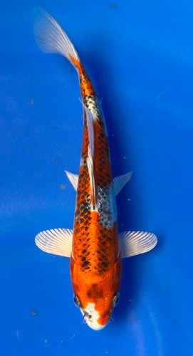 This 20cm Kujaku from Marusei Koi has a stunning metallic pattern. This 20cm Kujaku from Marusei Koi has a stunning metallic pattern.