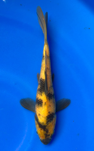 This 24cm Ki Utsuri from Marusei Koi farm has a stunning yellow and black pattern. This 24cm Ki Utsuri from Marusei Koi farm has a stunning yellow and black pattern.
