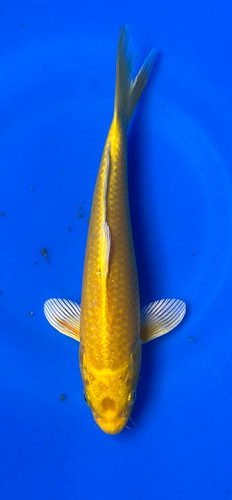 This 22cm Yamabuki from Marusei Koi farm has a stunning metallic ki pattern. This 22cm Yamabuki from Marusei Koi farm has a stunning metallic ki pattern.
