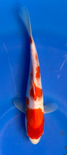 This 22cm Kohaku from Marusei Koi farm has a stunning beni and shiro pattern. This 22cm Kohaku from Marusei Koi farm has a stunning beni and shiro pattern.