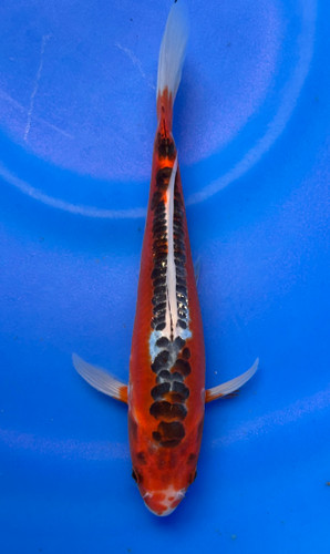 This 20cm Shusui from Marusei Koi farm has a stunning red and white pattern. This 20cm Shusui from Marusei Koi farm has a stunning red and white pattern.