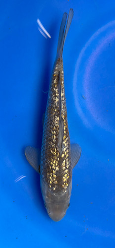 This 24cm Ginrin Ochiba from Marusei Koi farm has a shinning silver and yellow pattern. This 24cm Ginrin Ochiba from Marusei Koi farm has a shinning silver and yellow pattern.
