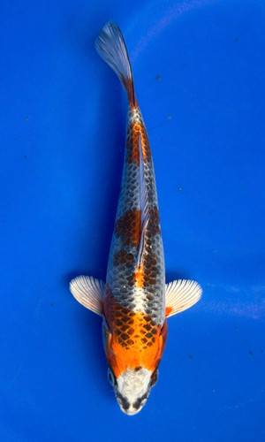 This 20cm Kujaku from Marusei Koi has a stunning metallic pattern. This 20cm Kujaku from Marusei Koi has a stunning metallic pattern.