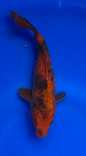 This 17cm Hi Utsuri from Marusei Koi farm has a stunning beni and sumi pattern. This 17cm Hi Utsuri from Marusei Koi farm has a stunning beni and sumi pattern.