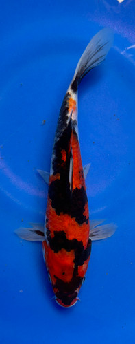 This 24cm Showa from Marusei Koi farm has a vibrant mix pattern of white, red, and black pattern. This 24cm Showa from Marusei Koi farm has a vibrant mix pattern of white, red, and black pattern.