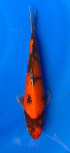 This 22cm Showa from Marusei Koi farm has a vibrant mix pattern of white, red, and black pattern. This 22cm Showa from Marusei Koi farm has a vibrant mix pattern of white, red, and black pattern.