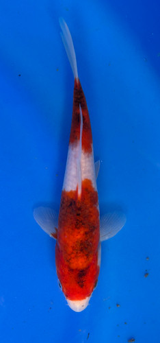 This 20cm Ai Goromo from Marusei koi farm has a stunning mix pattern. This 20cm Ai Goromo from Marusei koi farm has a stunning mix pattern.