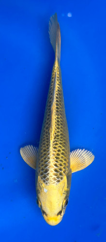 This 16cm Ki Matsuba from Marusei Koi farm has a stunning metallic ki pattern. This 16cm Ki Matsuba from Marusei Koi farm has a stunning metallic ki pattern.