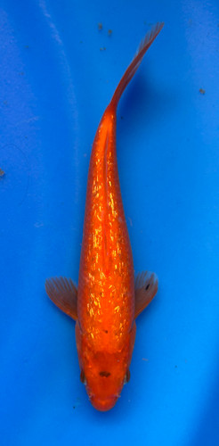 This 19cm Ginrin Benigoi from Marusei Koi farm has a shinning beni pattern. This 19cm Ginrin Benigoi from Marusei Koi farm has a shinning beni pattern.