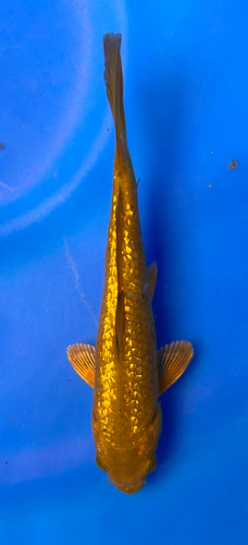 This 19cm Ginrin Chagoi from Marusei Koi farm has a shinning tan scales. This 19cm Ginrin Chagoi from Marusei Koi farm has a shinning tan scales.