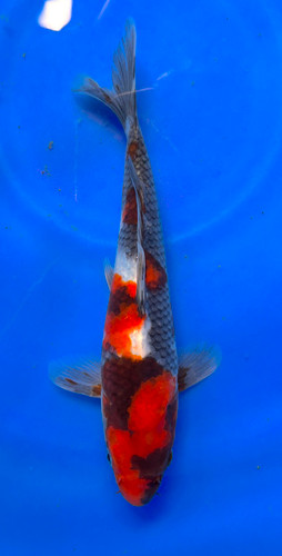 This Showa from Marusei Koi farm has a stunning unique mix pattern. This Showa from Marusei Koi farm has a stunning unique mix pattern.