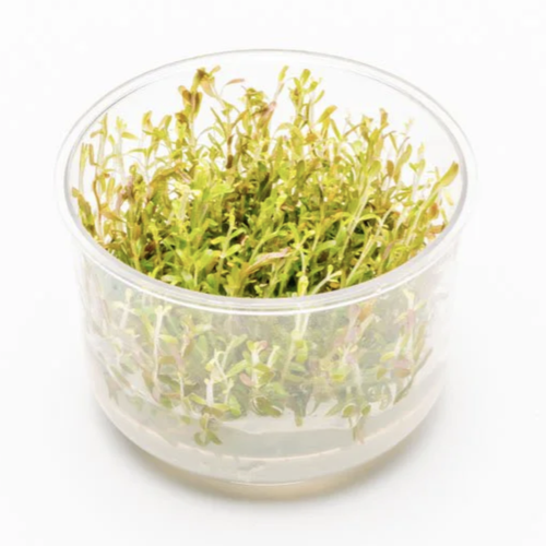 UNS Tissue Culture - Rotala rotundifolia H'ra UNS Tissue Culture - Rotala rotundifolia H'ra