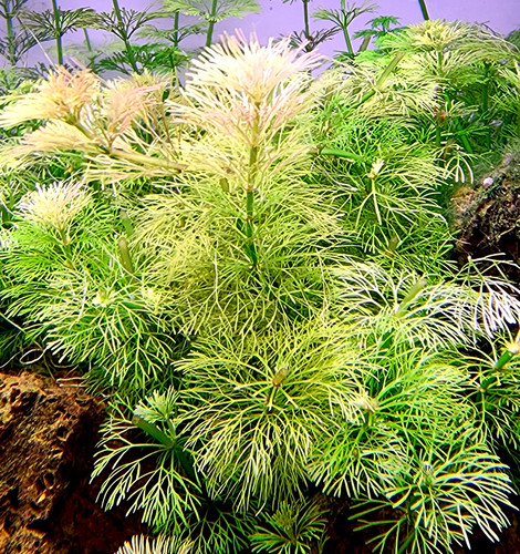 Limnophila heterophylla