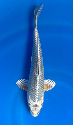 This 20cm Kogane Ochiba from Maruhiro has a white and some yellow net like pattern. This 20cm Kogane Ochiba from Maruhiro has a white and some yellow net like pattern.