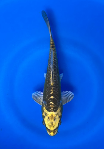 This 17cm Aragoke from Maruhiro Koi farm has a yellow scale pattern. This 17cm Aragoke from Maruhiro Koi farm has a yellow scale pattern.
