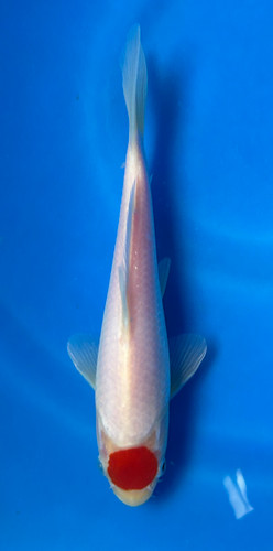 This 20cm Tancho Kohaku from Maruhiro farm has a stunning tancho spot on its head. This 20cm Tancho Kohaku from Maruhiro farm has a stunning tancho spot on its head.