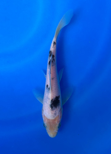 This 17cm Bekko from Maruhiro Koi farm has a shiro body with a sumi pattern. This 17cm Bekko from Maruhiro Koi farm has a shiro body with a sumi pattern.