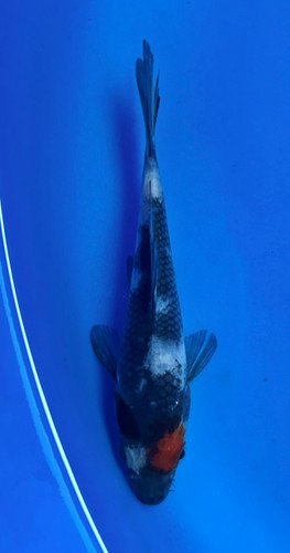 This 14cm Tancho Showa from Maruhiro Koi farm has a sumi and shiro body with a beni spot on its head. This 14cm Tancho Showa from Maruhiro Koi farm has a sumi and shiro body with a beni spot on its head.