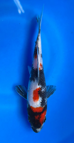 This 18cm Showa from Maruhiro Koi farm as a mix pattern of shiro, sumi, and beni. This 18cm Showa from Maruhiro Koi farm as a mix pattern of shiro, sumi, and beni.