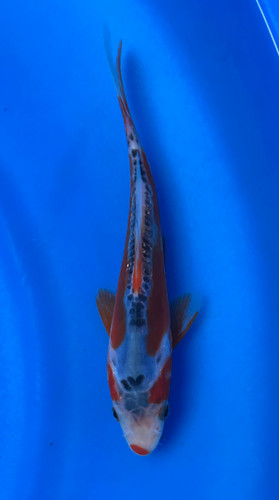 This 15cm Shusui from Maruhiro Koi farm has a beni and blueish shiro mix. This 15cm Shusui from Maruhiro Koi farm has a beni and blueish shiro mix.