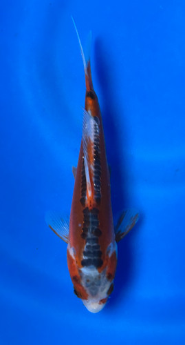 This 17cm Shusui from Maruhiro Koi farm has a beni and blueish shiro mix. This 17cm Shusui from Maruhiro Koi farm has a beni and blueish shiro mix.