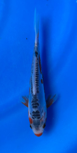 This 15cm Shusui from Maruhiro Koi farm has a beni and blueish shiro mix. This 15cm Shusui from Maruhiro Koi farm has a beni and blueish shiro mix.