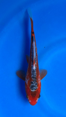This 15cm Shusui from Maruhiro Koi farm has a beni and blueish shiro mix. This 15cm Shusui from Maruhiro Koi farm has a beni and blueish shiro mix.