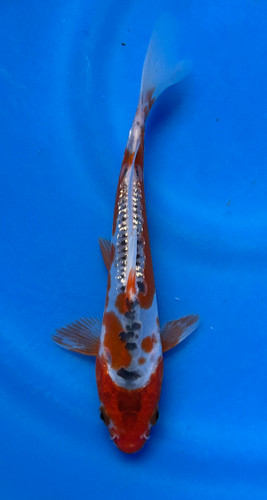 This 18cm Shusui from Maruhiro Koi farm has a beni and blueish shiro mix. This 18cm Shusui from Maruhiro Koi farm has a beni and blueish shiro mix.